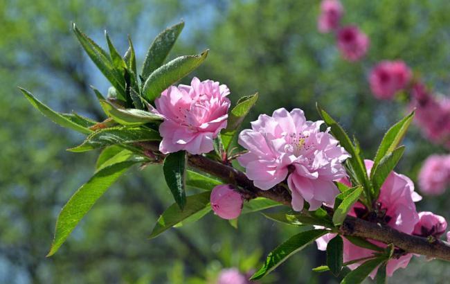 澳大利亚今日天气_澳大利亚今日天气情况